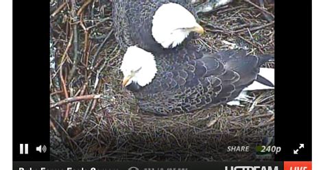 Duke Farms Eagle Cam